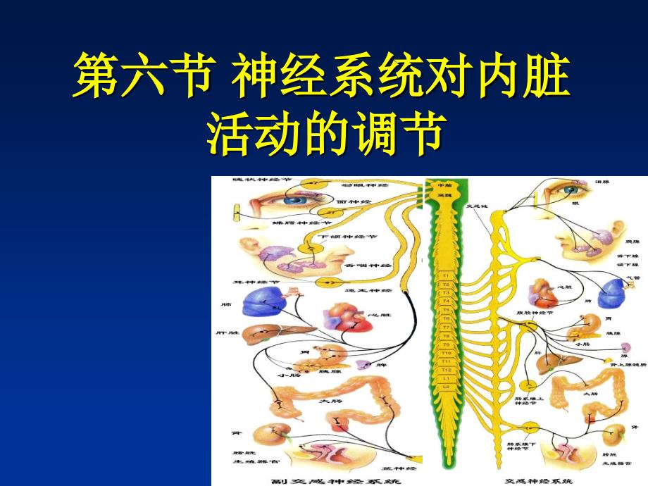 生理学第十章神经系统_第1页