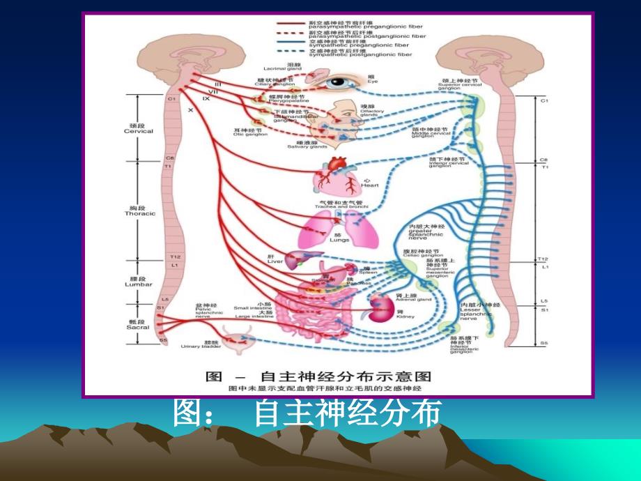 生理学第十章神经系统_第4页