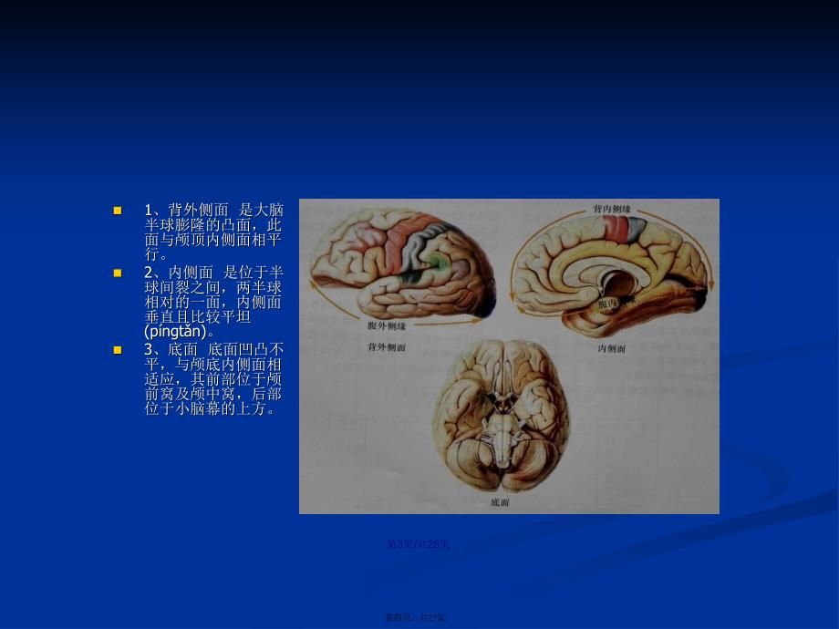 大脑的外部形态学习教案_第4页