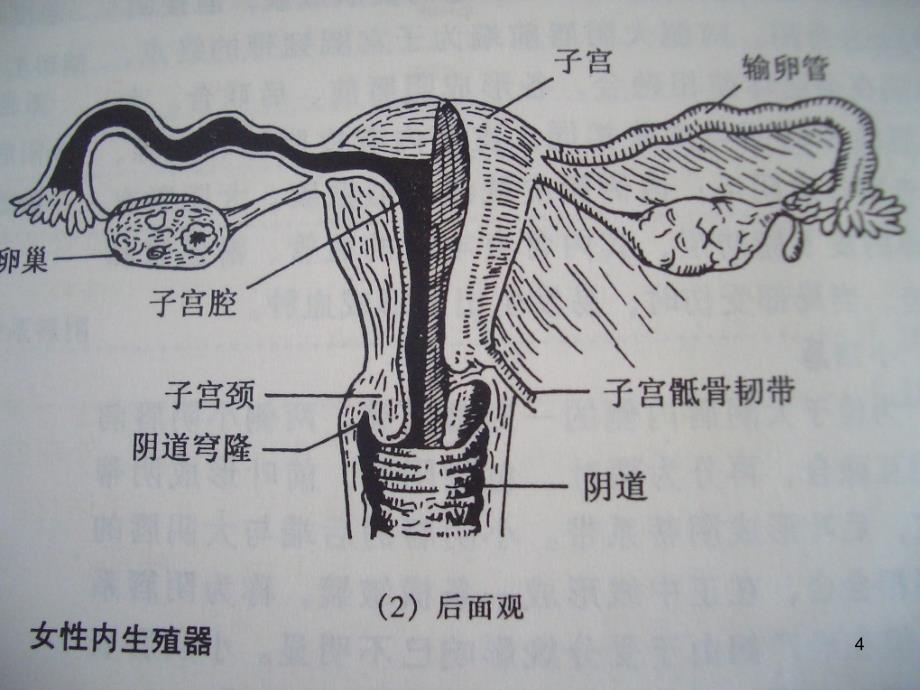 妇科恶性肿瘤的诊治妇科恶性肿瘤的诊断与预防_第4页