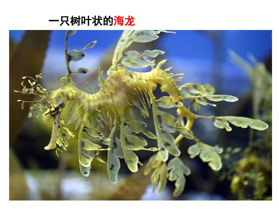 备选课件：现代生物进化理论的由来_第4页