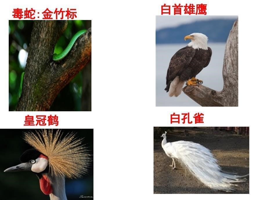 备选课件：现代生物进化理论的由来_第5页