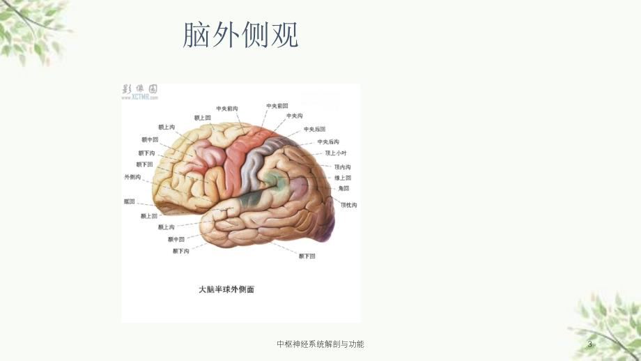 中枢神经系统解剖与功能课件_第3页