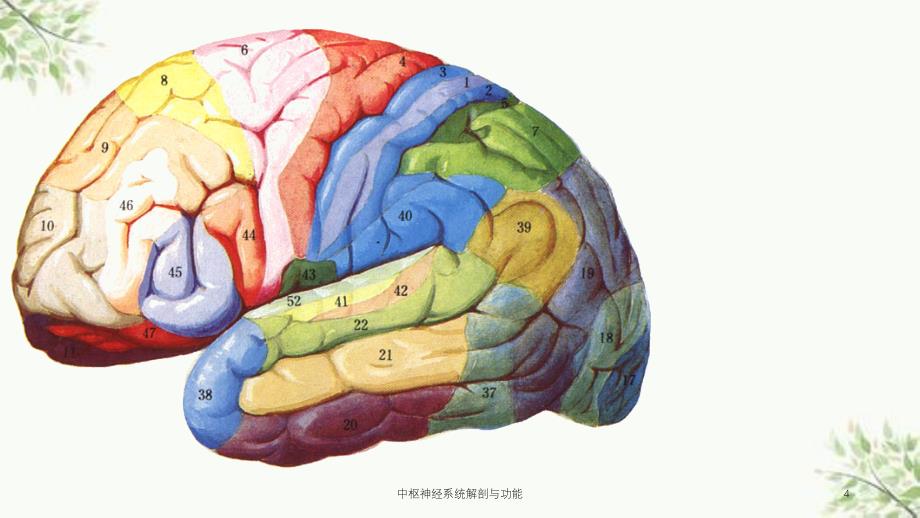 中枢神经系统解剖与功能课件_第4页