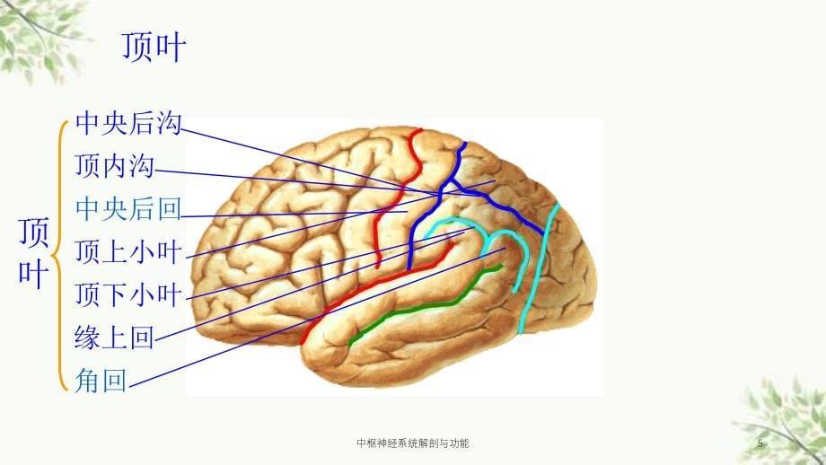 中枢神经系统解剖与功能课件_第5页