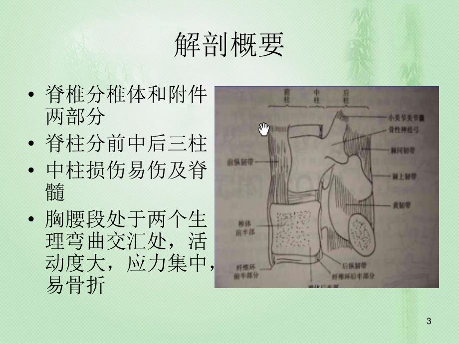 脊椎骨折护理ppt课件_第3页