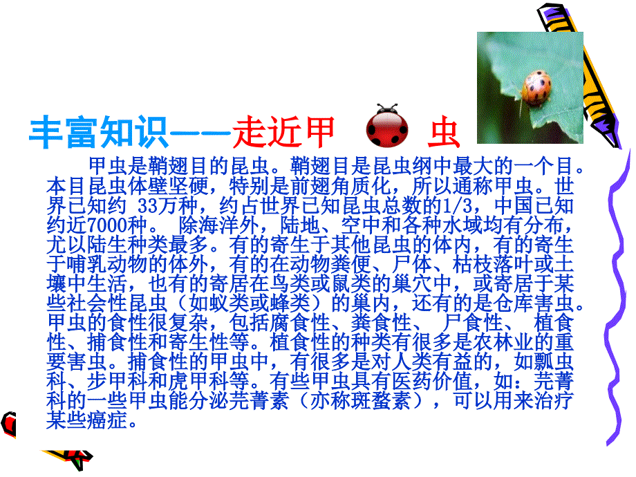 《草虫的村落》课件_第3页