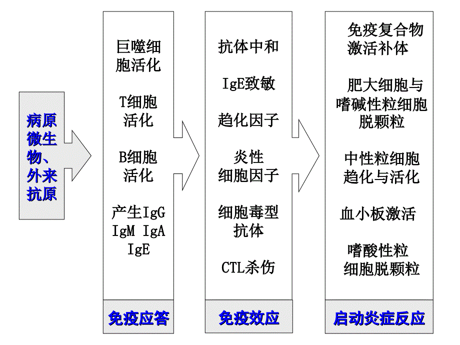 超敏反应史霖_第2页