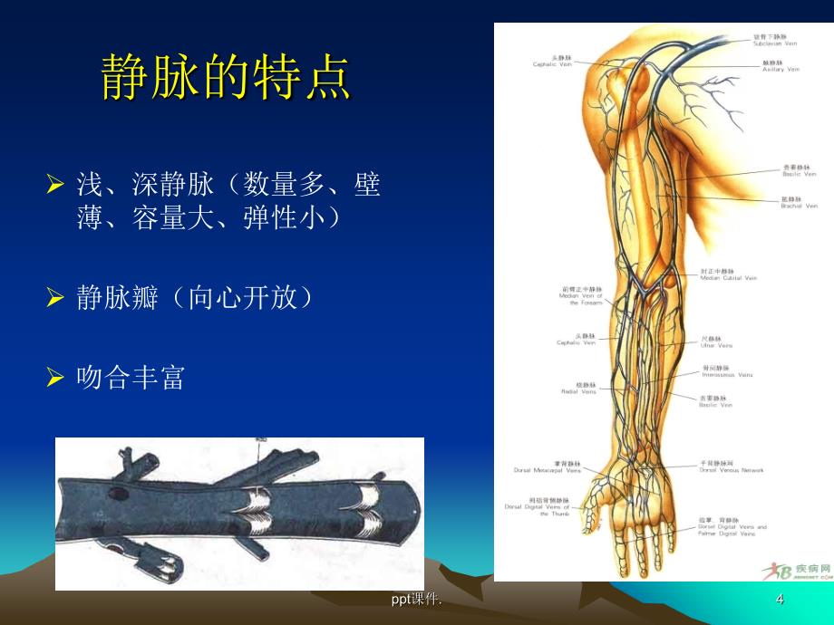 PICC相关静脉解剖ppt课件_第4页