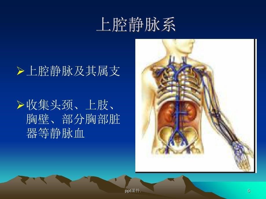 PICC相关静脉解剖ppt课件_第5页