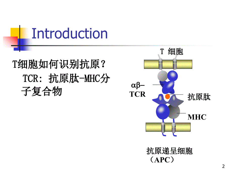 抗原提呈细胞与抗原的处理及提呈PPT_第2页