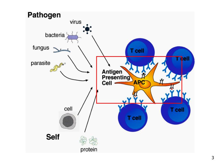 抗原提呈细胞与抗原的处理及提呈PPT_第3页