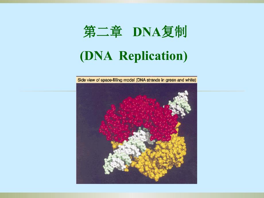 DNA复制的起始和终止_第1页