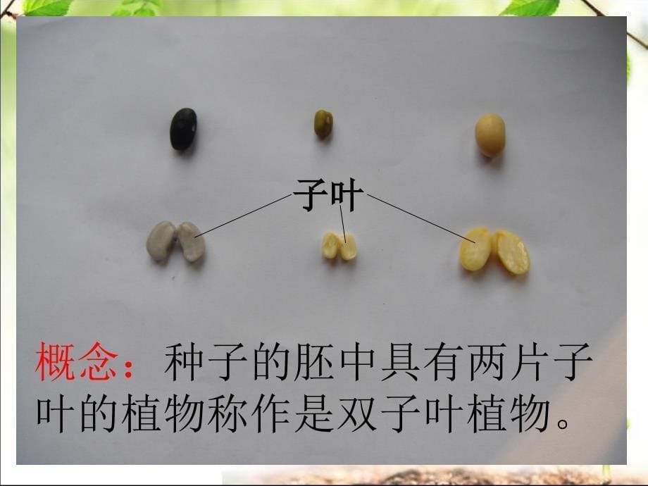 双子叶植物公开课件_第5页