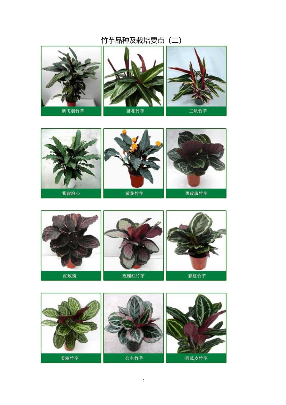 竹芋品种及栽培要点_第1页