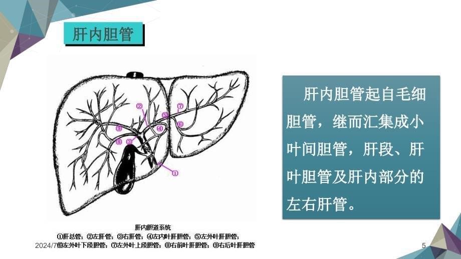 一例胆总管切开取石T管引流术护理查房ppt参考课件_第5页