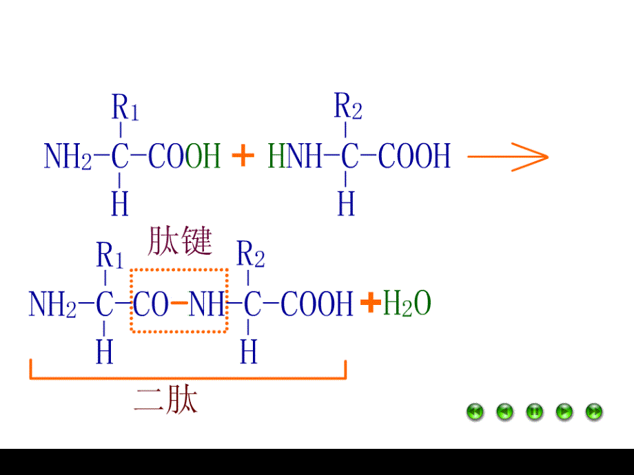 必修二42基因对性状的控制_第2页