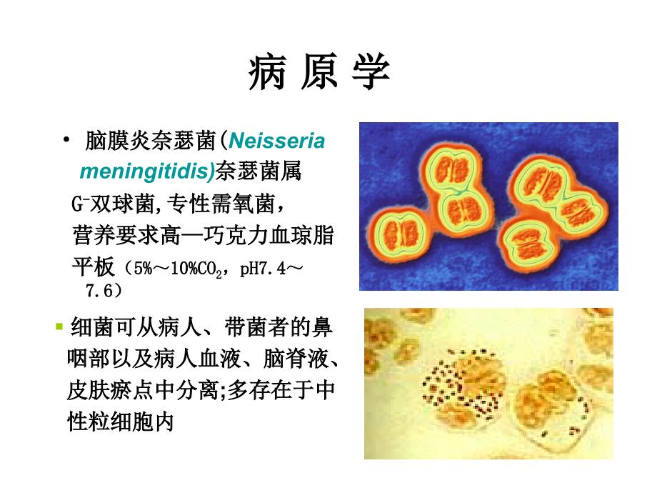 流行性脑脊髓膜炎培训_第3页