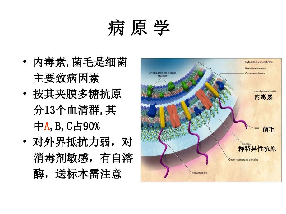 流行性脑脊髓膜炎培训_第4页