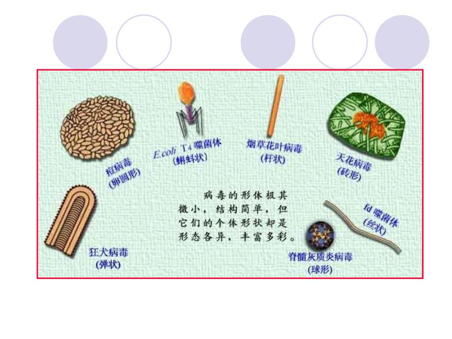 病毒是一类超显微的非细胞生物每一种病毒只含有一种核文档资料_第4页