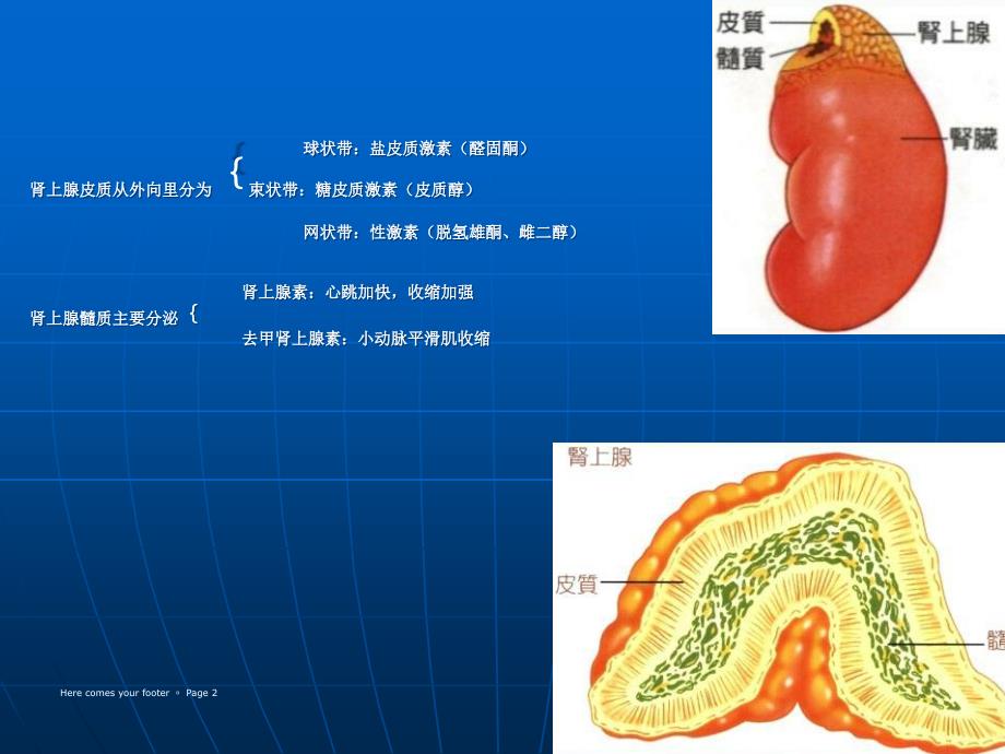 常见肾上腺肿瘤的ct诊断与鉴别诊断课件_第2页