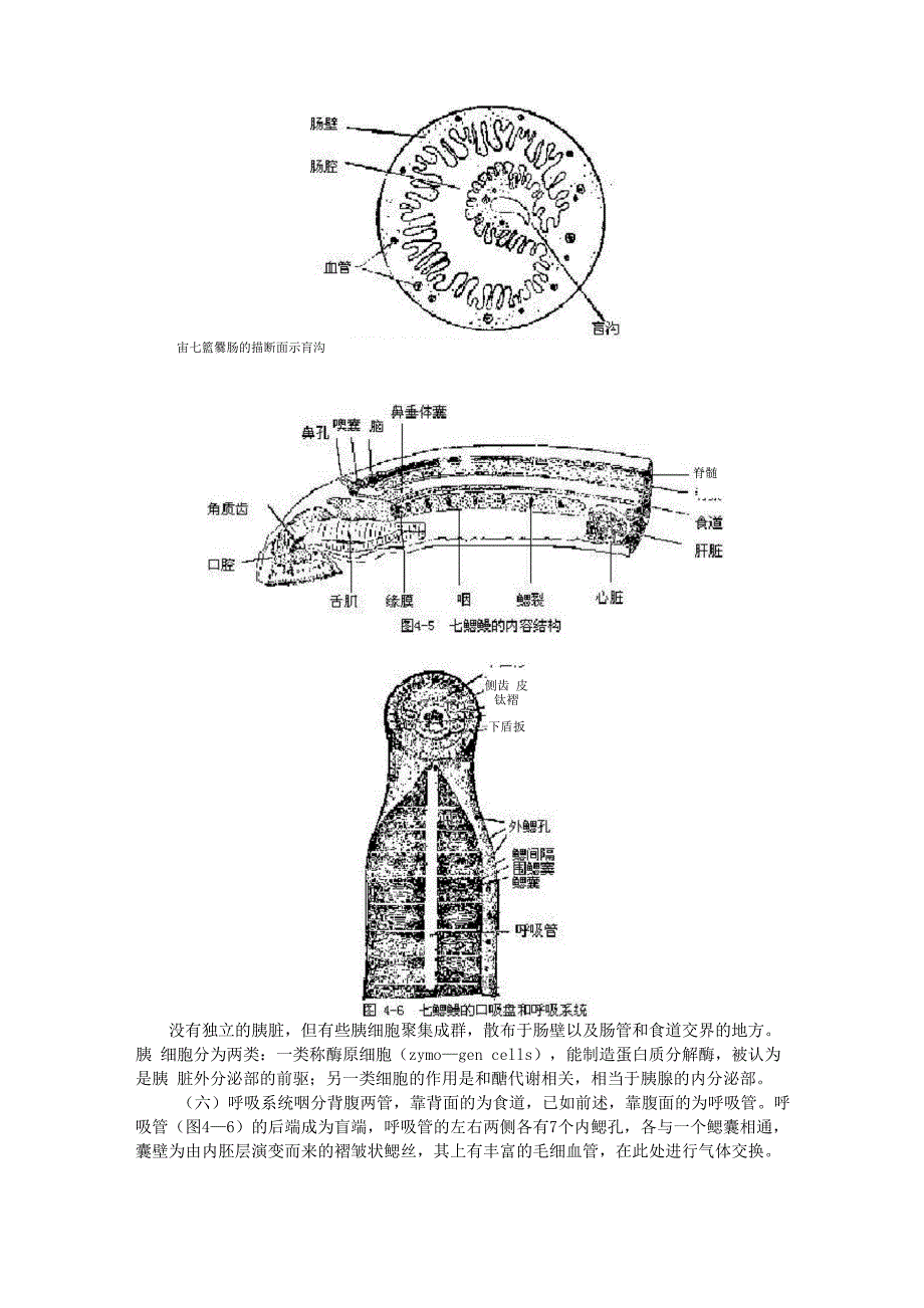 脊椎动物学第四章圆口纲_第4页