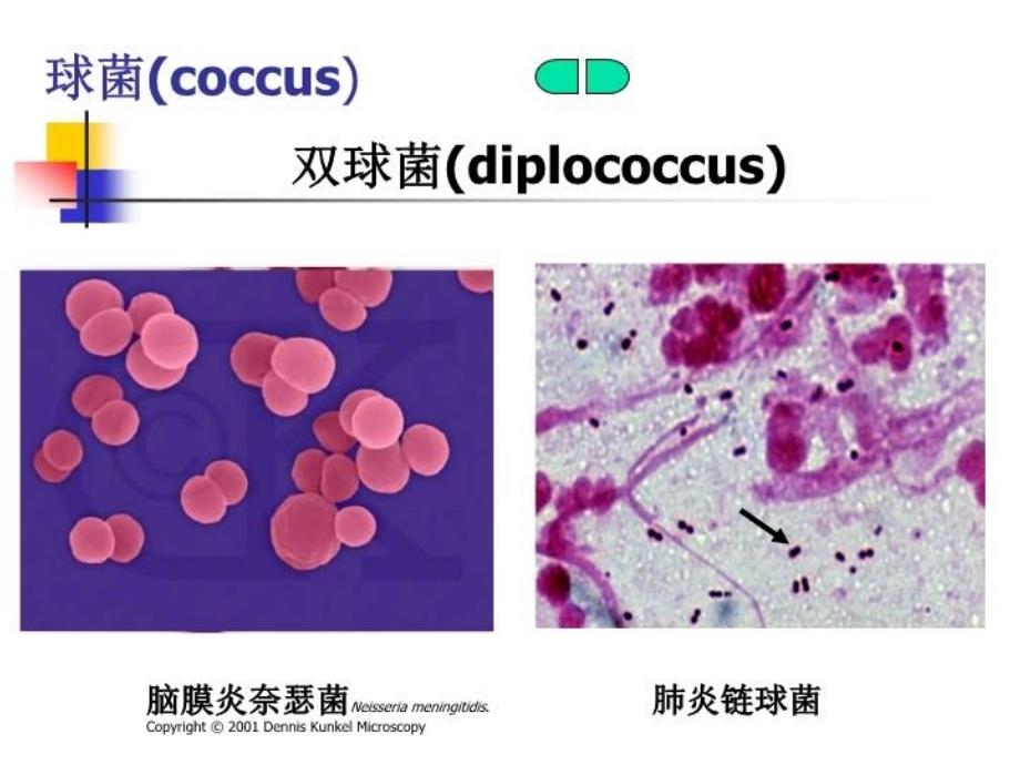 最新微生物细菌的形态与结构PPT课件_第3页