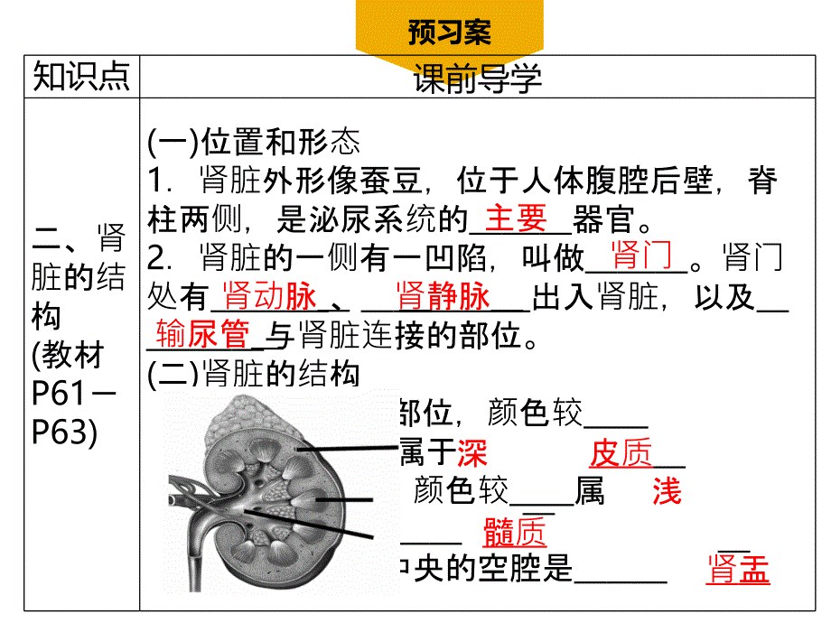 第1课时泌尿系统的构成肾脏_第4页