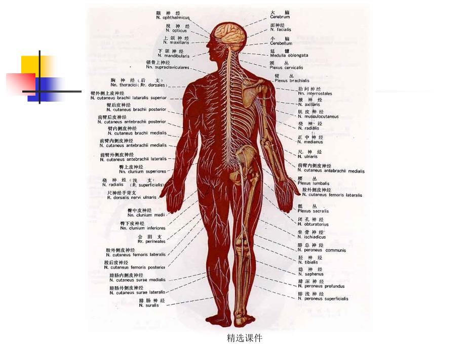 中枢神经系统解剖_第2页