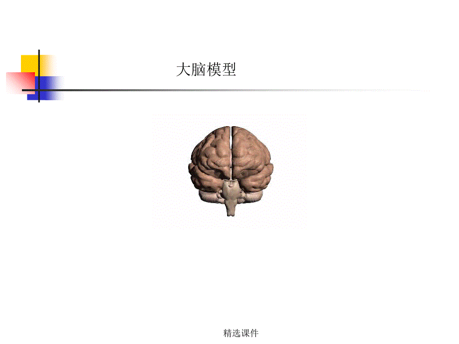 中枢神经系统解剖_第3页