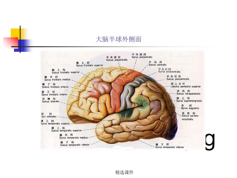 中枢神经系统解剖_第4页