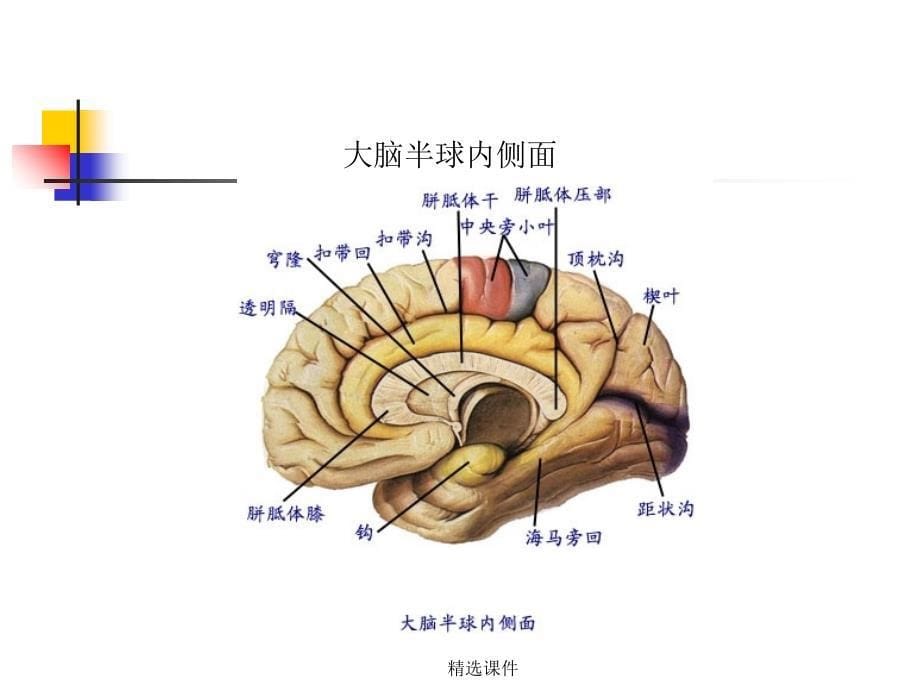 中枢神经系统解剖_第5页