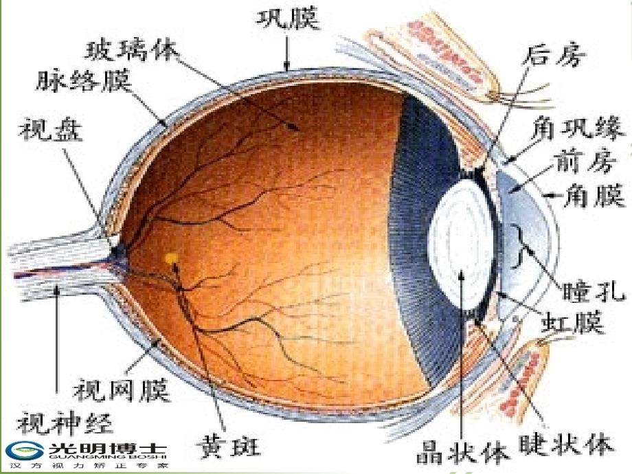 眼睛结构与功能课件_第2页