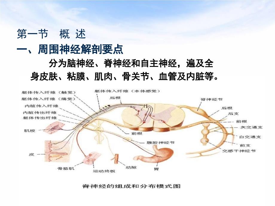 神经损伤的康复文档资料_第3页