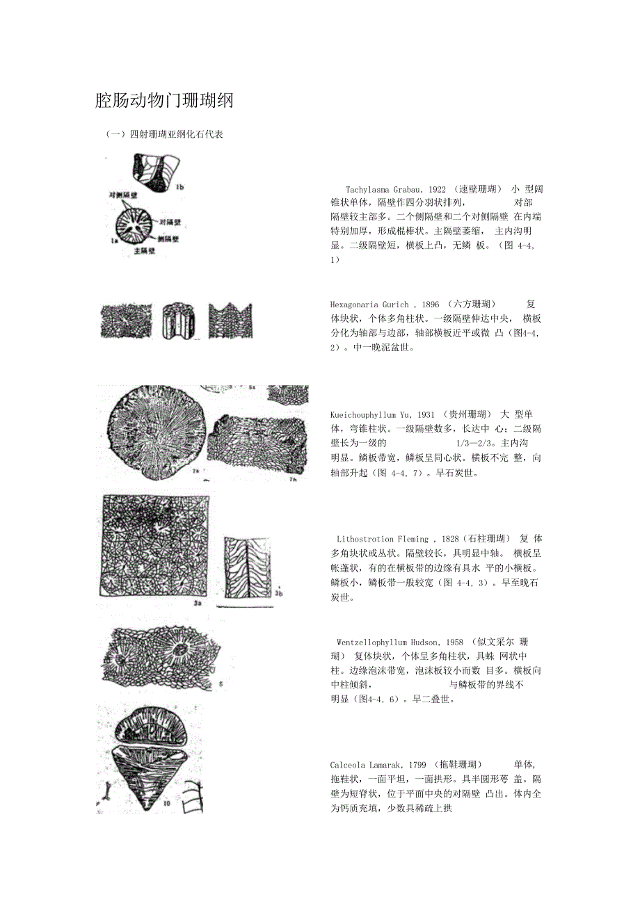 古生物化石鉴定资料_第1页