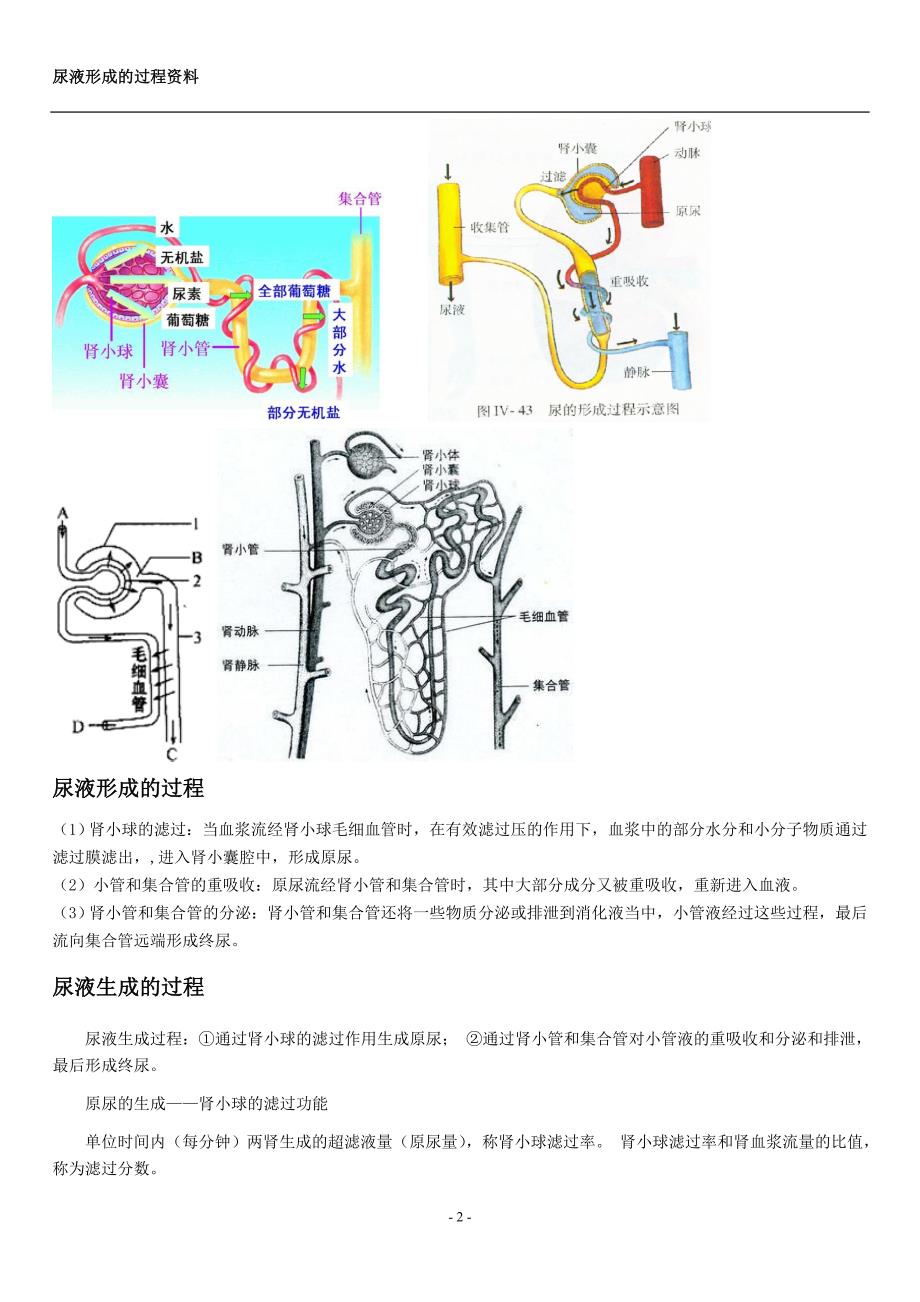 尿液形成的过程资料.doc_第2页