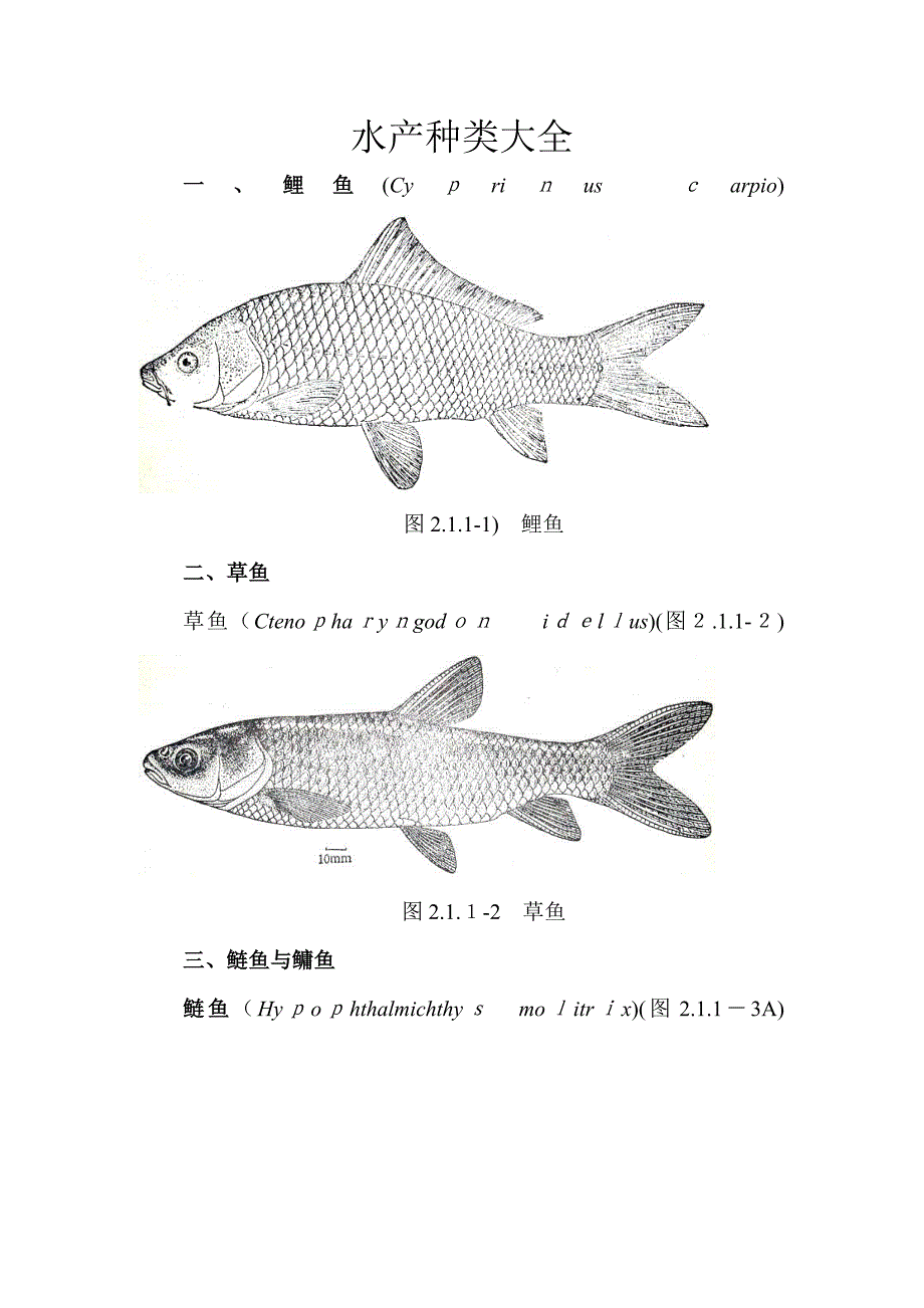 水产种类大全_第1页