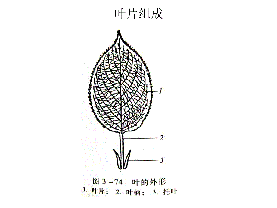 植物地理学：叶的形态-8_第1页