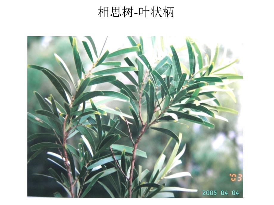 植物地理学：叶的形态-8_第2页