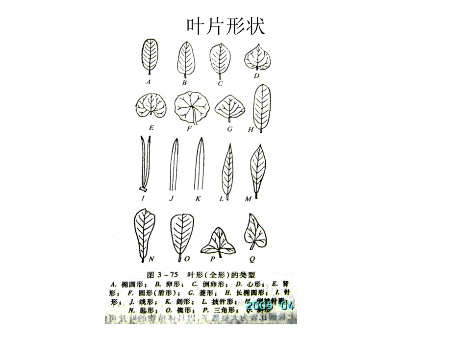 植物地理学：叶的形态-8_第3页