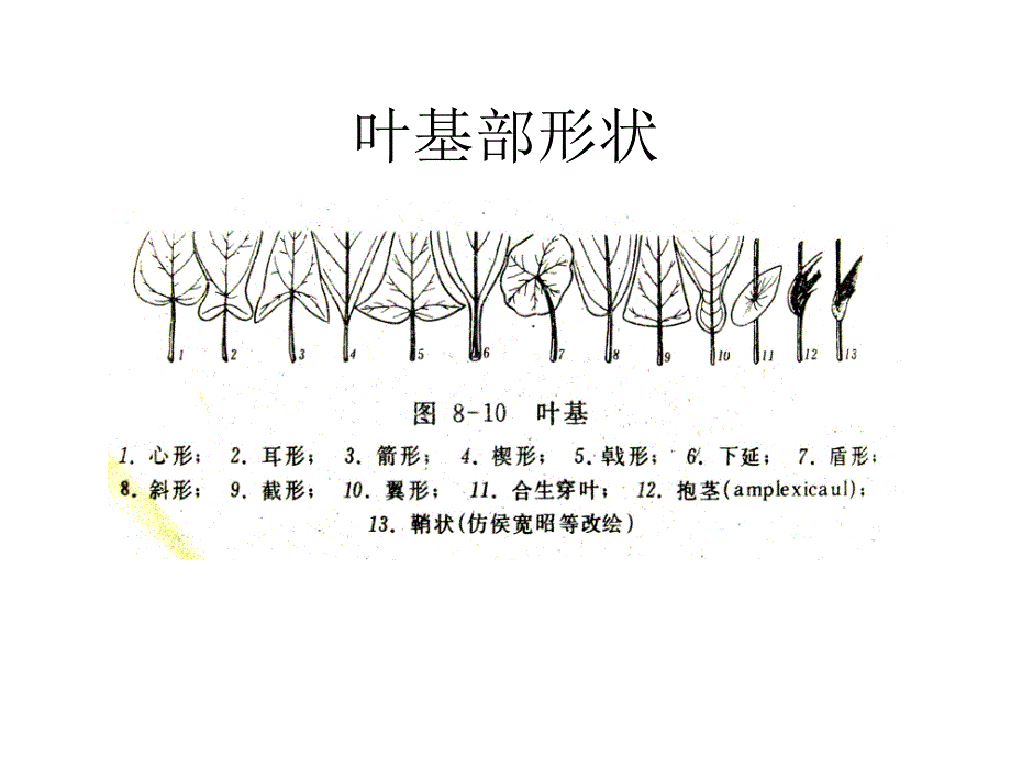 植物地理学：叶的形态-8_第4页