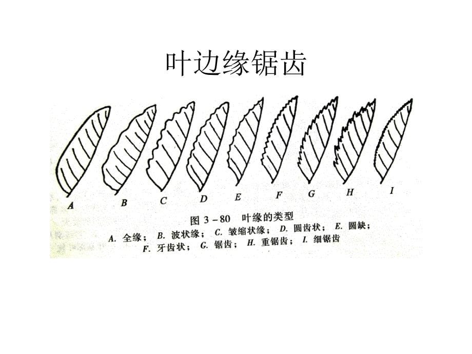 植物地理学：叶的形态-8_第5页