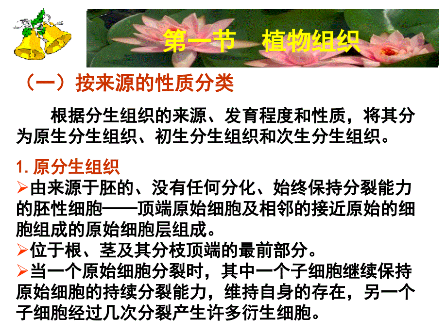 奥赛讲义第一节植物组织_第4页