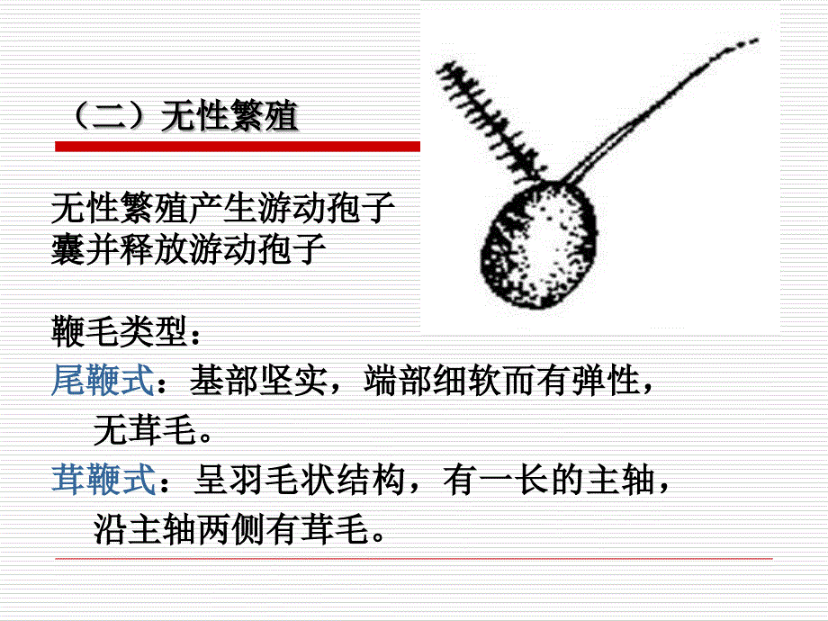 植物病原真菌第二节鞭毛菌亚门_第3页