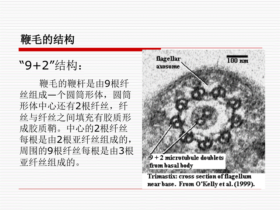 植物病原真菌第二节鞭毛菌亚门_第4页