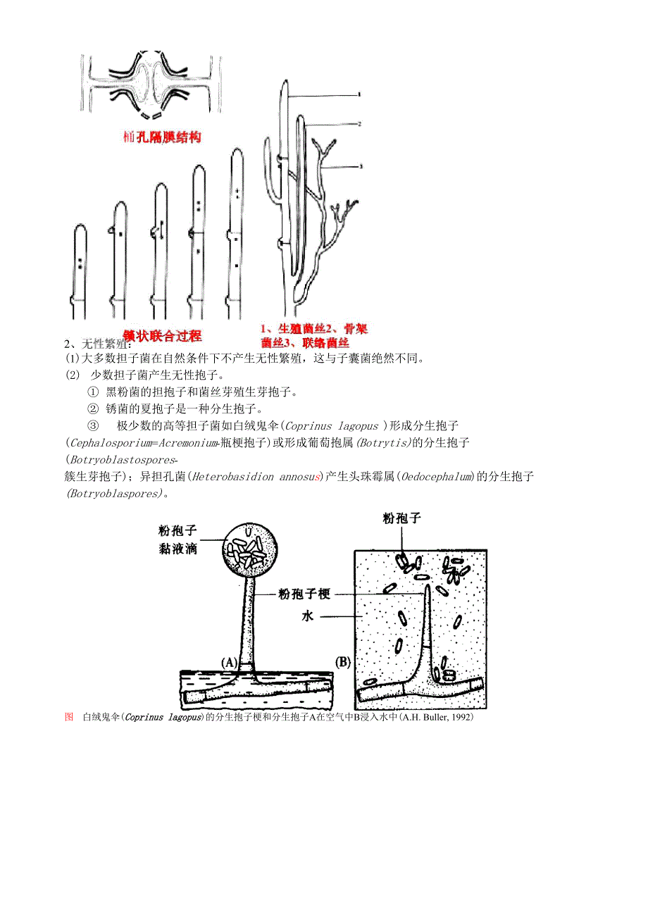 担子菌亚门Basidiomycotina冬孢菌纲_第2页