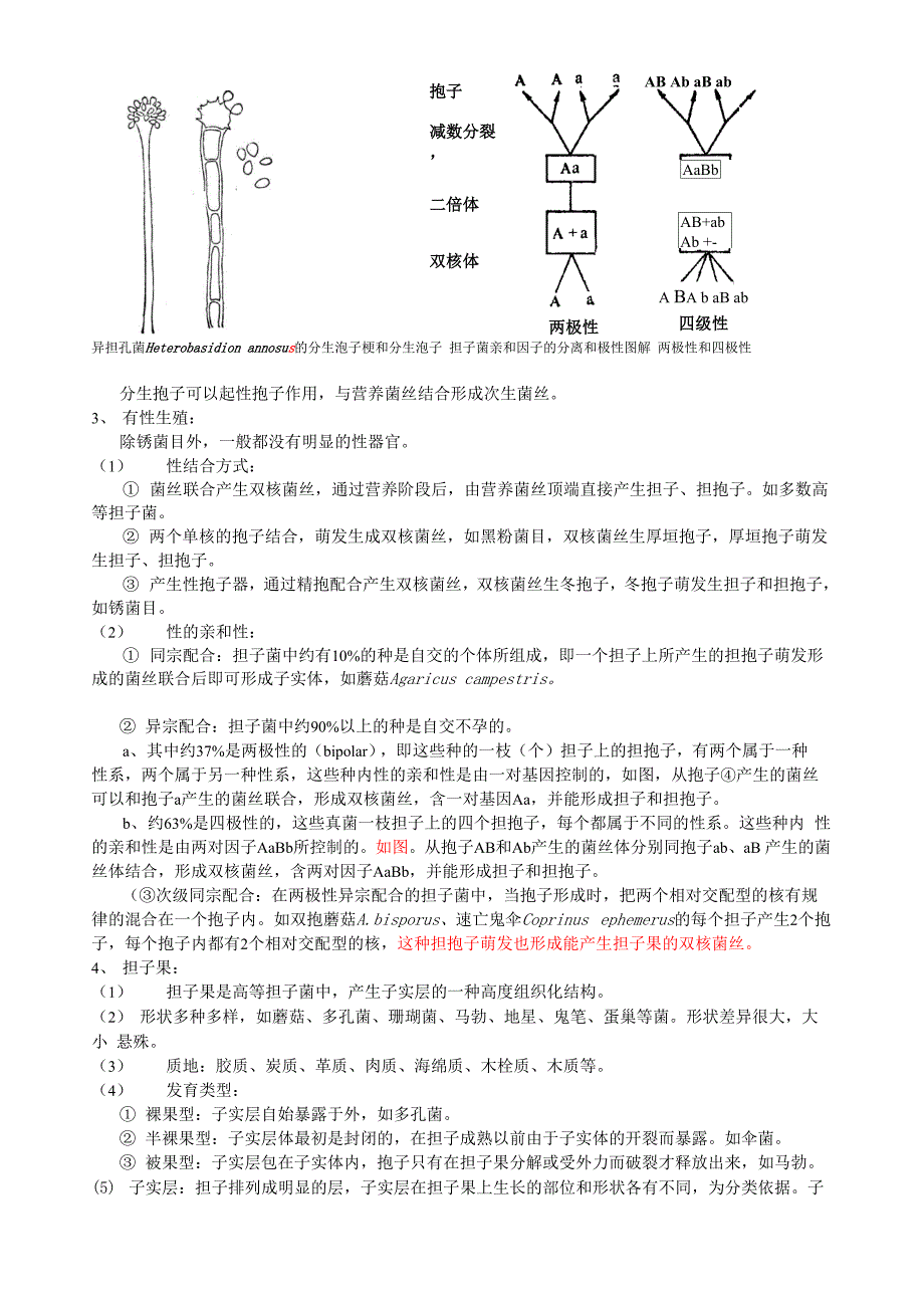 担子菌亚门Basidiomycotina冬孢菌纲_第3页