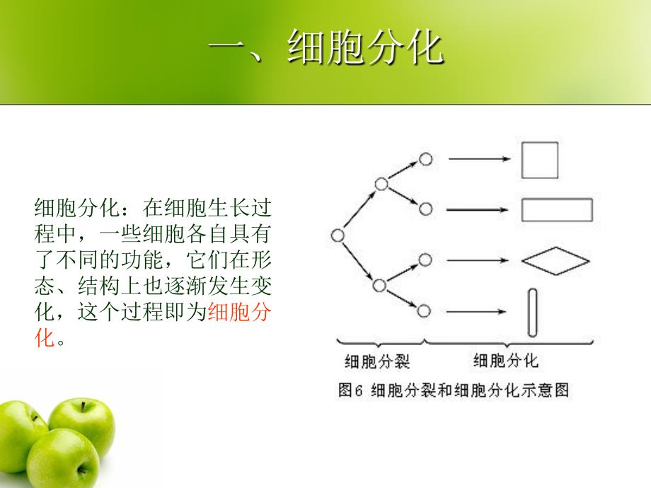 最新七年级生物上册植物体的组成ppt_第4页