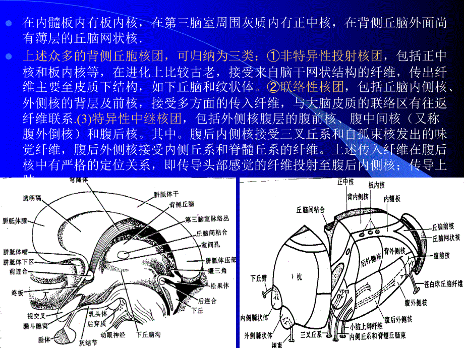 第十章神经系统第三节脑_第2页