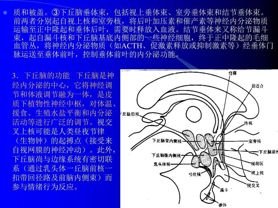 第十章神经系统第三节脑_第5页